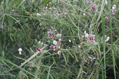 Oxystelma esculentum